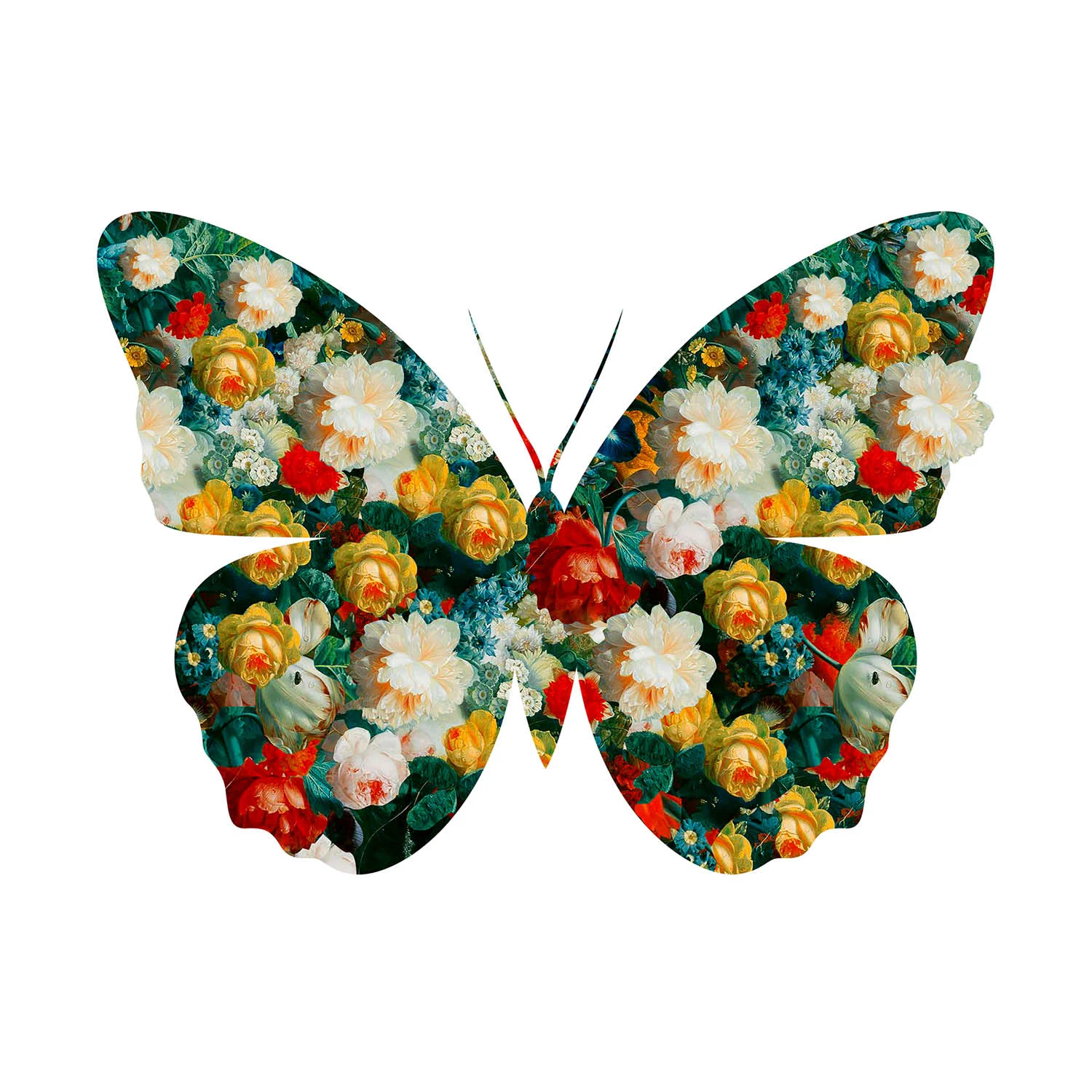 ‘Butterfly 47’